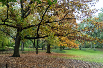 Naklejka premium Central Park in Autumn