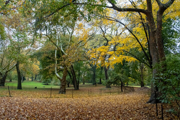 Central Park in Autumn