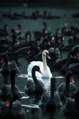 Obraz premium Group of swans swimming together in a peaceful lake setting