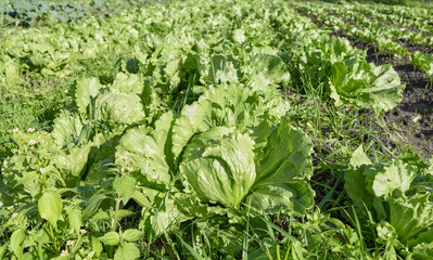 Photo of lettuce on an organic vegetable farm, selective focus.