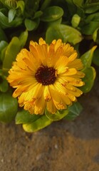 A breathtaking yellow flower in full bloom, its pristine petals glowing softly in the warm sunlight. Nestled among vibrant green leaves, this image radiates the pure elegance and captivating beauty