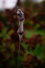 spider-web on a purple flower in october with dew