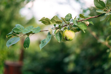 Fresh green apples on a branch with green leaves.