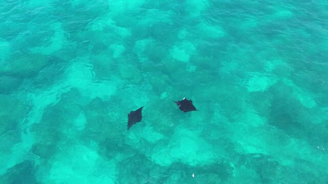 Huge Manta Rays in the Sea. Drone View of Giant Manta Rays at Manta Point Nusa Penida Indonesia, Drone View 4k