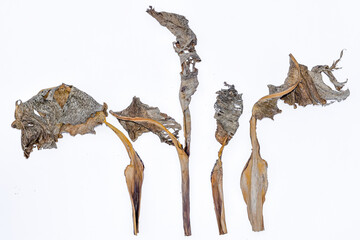 Dry leaves, old dead leaves isolated white background, Dry / dead banana leaves