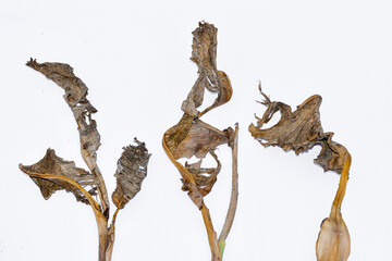 Dry leaves, old dead leaves isolated white background, Dry / dead banana leaves