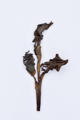 Dry leaves, old dead leaves isolated white background, Dry / dead banana leaves