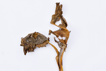 Dry leaves, old dead leaves isolated white background, Dry / dead banana leaves