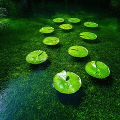 An overhead view of serene lily pads floating on a calm water surface, showcasing nature's beauty and tranquility in a lush green environment.
