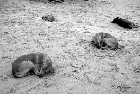 des chiens sur la plage dans la  ville de Dakar au S&eacute;n&eacute;gal en Afrique de l'Ouest