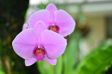 Two purple orchids in bloom