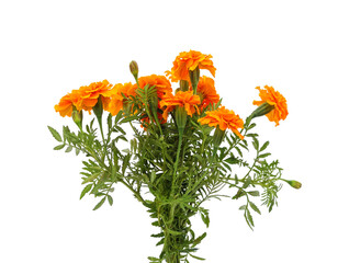 Bouquet of marigolds.