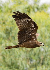 Black Kite (Milvus migrans) in flight. The black kite is a medium-sized bird of prey, known for its soaring flight, scavenging habits, and adaptability in urban areas.
