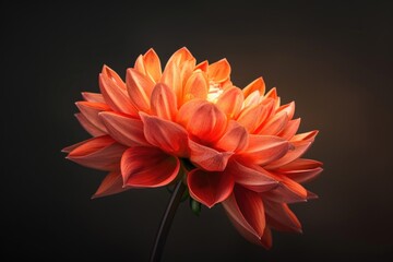 A single orange flower blooms on a stem against a dark background, great for use in editorial or commercial photography