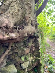 Naklejka premium Tree roots break through a stone wall, intertwining with moss-covered rocks. Nature reclaims the structure, showcasing resilience and the passage of time in this captivating forest scene.