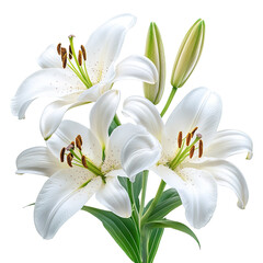 Easter lilies isolated on transparent background © roy9