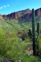 Salt River Recreation Area Arizona