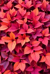 Fototapeta premium Dense Arrangement of Autumn Leaves in Bright Oranges, Deep Reds, and Purples with Blue Accents