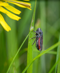 Striped Leafhopper insect on blade of grass