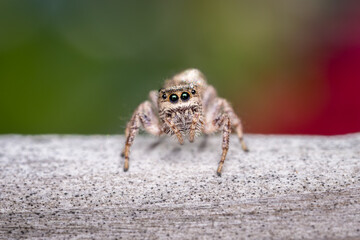Close up of jumping spider
