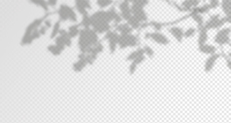 Glare from the sun's rays on the wall. Blurred shadows from leaves and plants in the room. Soft overlay of natural light. Abstract background for product presentation.