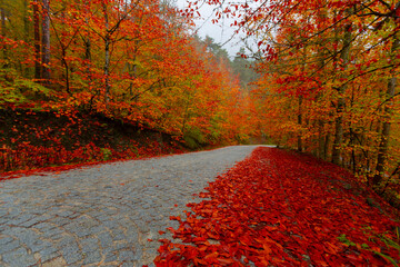 Fallen leaves on winding roads in autumn