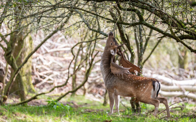 Beautiful male fallow deer marking his territory during rutting season in the Amsterdamse waterleidingduinen, the Netherlands. Amazing male deer with big antlers. Mating season.