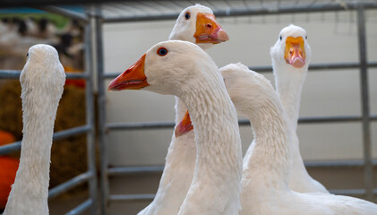 White Geese in Farm Pen with Curious Expressions