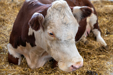 Close-up of a Resting Brown and White Cow on Hay