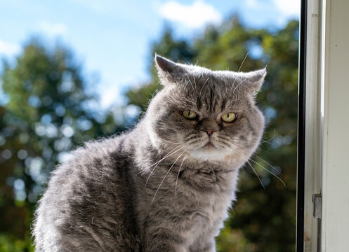 Grumpy Gray Cat Sitting on Window Sill Outdoors