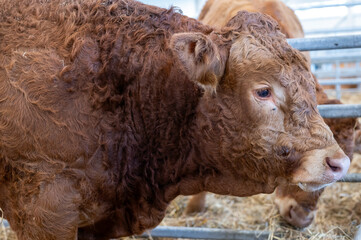 Close-Up of Brown Bull in a Barn With Hay