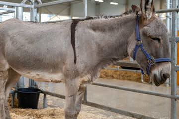 Gentle Donkey Standing Calmly in a Spacious Stable