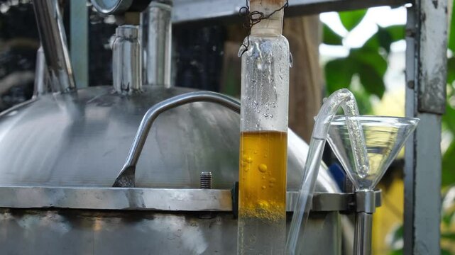 Close-up of a distillation tube containing patchouli oil, extracted using advanced industrial distillation technology. This high-quality essential oil is a key ingredient in premium perfumes and fragr