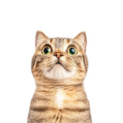 Fototapeta premium A curious and captivating cat with large eyes, posing against isolated on transparent background.
