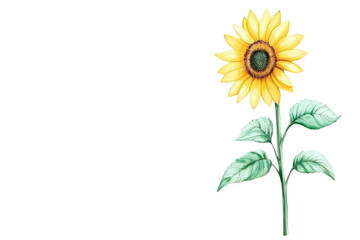 Obraz premium A vibrant sunflower with green leaves, isolated on transparent background.