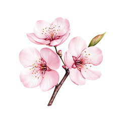 Obraz premium Beautiful cherry blossom branch with pink flowers against isolated on transparent background.