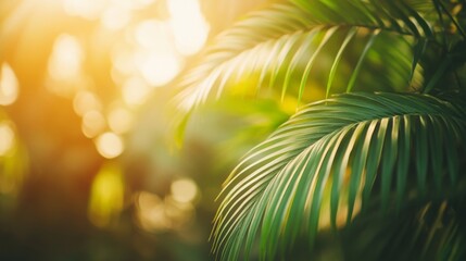 Obraz premium Enchanting Tropical Oasis: Vibrant Palms in Warm Sunlight