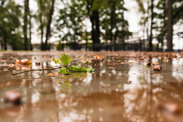 Jesienne liście dębu, tapeta.
