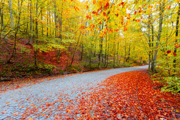 Fallen leaves on winding roads in autumn