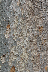 Closeup texture of natural tree bark background. Rough surface of trunk partially peeled. 