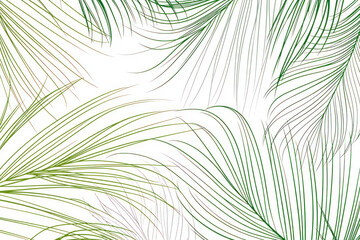 Palm leaves with lines on a white background.