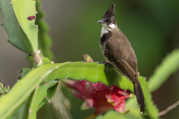 A Red-eared Bulbul pecks at a pitaya