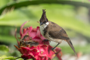 A Red-eared Bulbul pecks at a pitaya