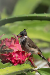 A Red-eared Bulbul pecks at a pitaya