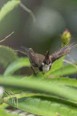 Red-eared Bulbul on a pitaya branch.