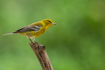 Pine Warbler perched on a tree branch