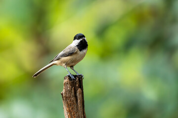 Carolina Chickadee perched on a tree branch