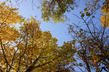 The sky is blue and the trees are full of yellow leaves