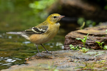 Female Bay-breasted warbler perched on a rock