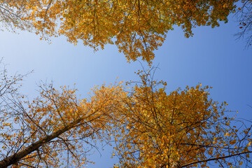 The sky is blue and the trees are full of yellow leaves